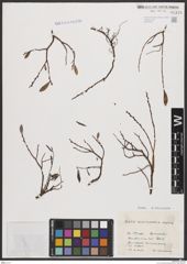Foto von Salix breviserrata Flod. x Salix repens L.